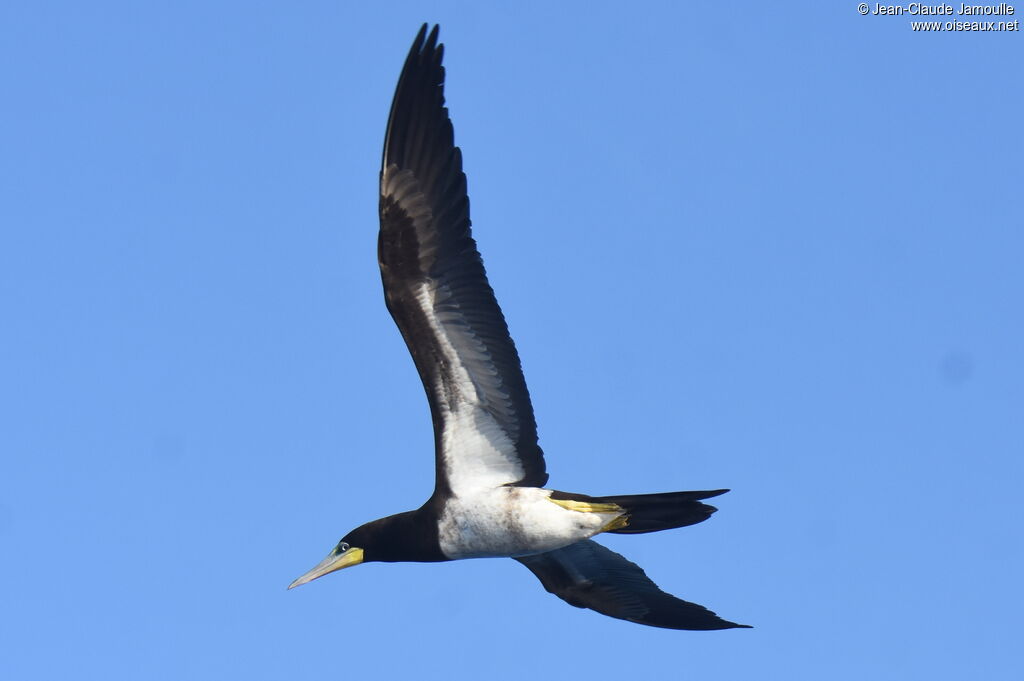 Brown Booby