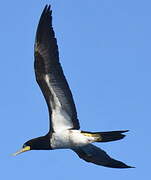 Brown Booby