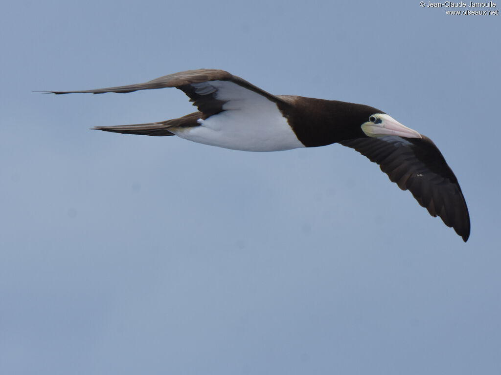 Brown Booby