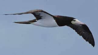 Brown Booby