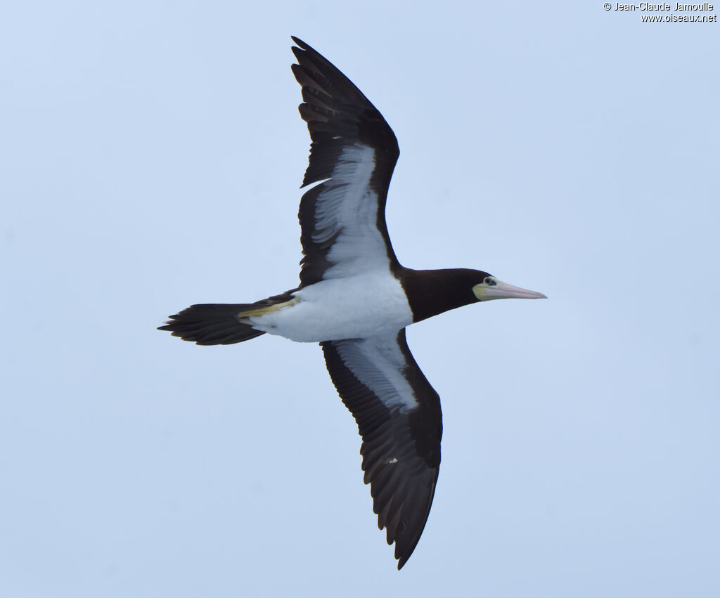 Brown Booby