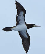 Brown Booby