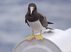 Brown Booby