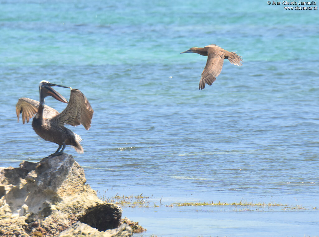 Brown Boobysubadult