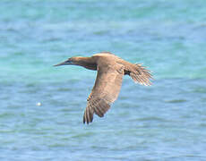 Brown Booby