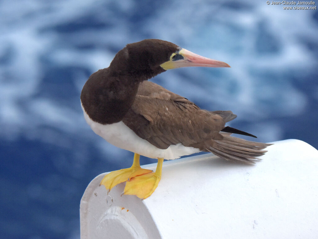 Brown Booby