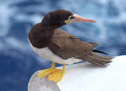 Brown Booby