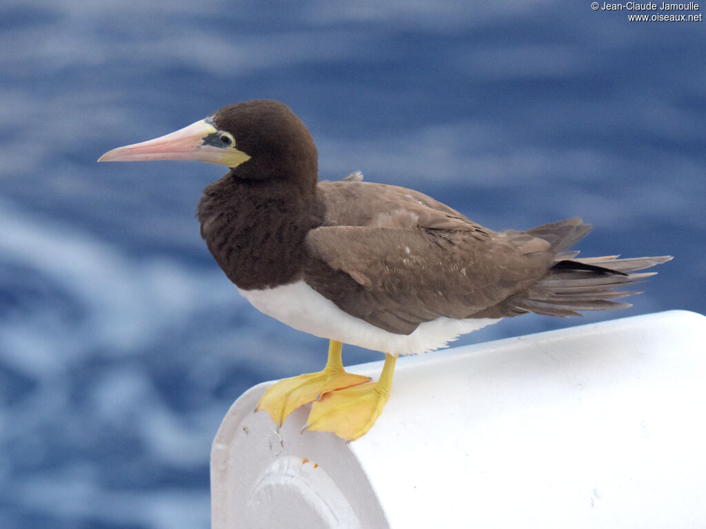 Brown Booby