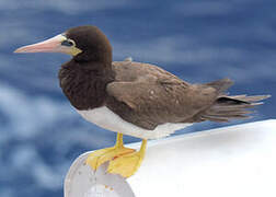 Brown Booby