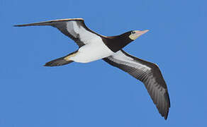 Brown Booby