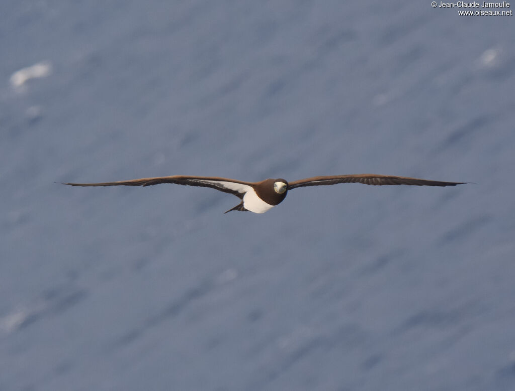 Brown Booby