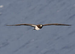 Brown Booby