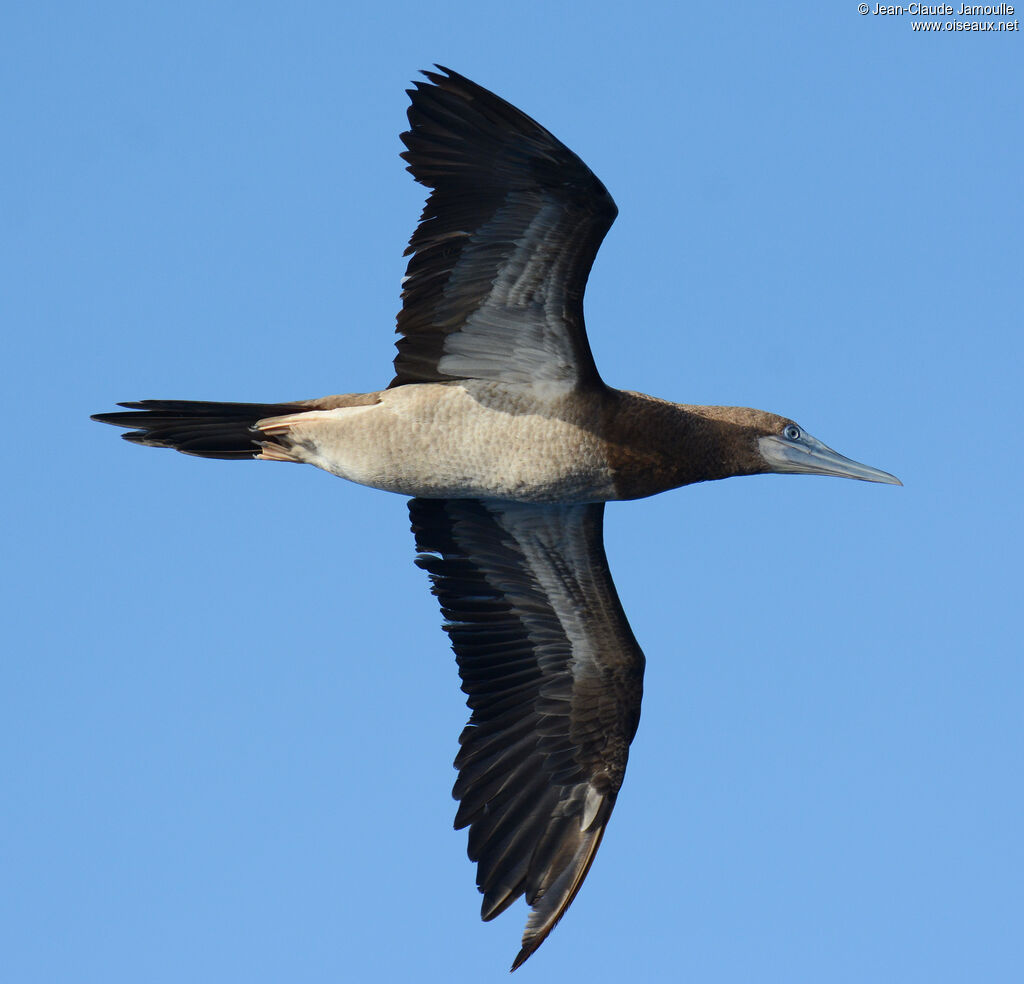 Brown Boobyimmature, close-up portrait, aspect, Flight, fishing/hunting