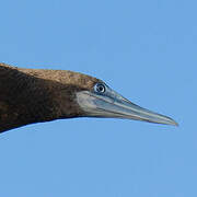 Brown Booby