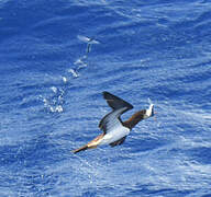 Brown Booby