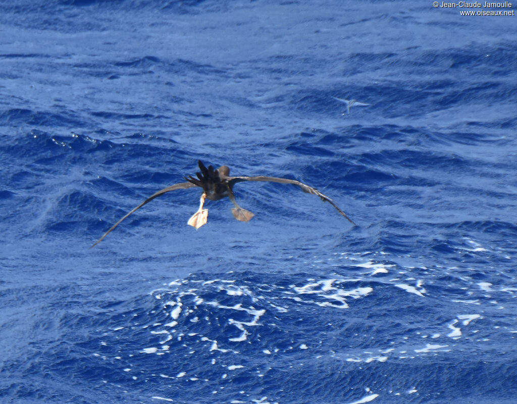 Fou brunadulte, pêche/chasse