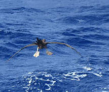 Brown Booby