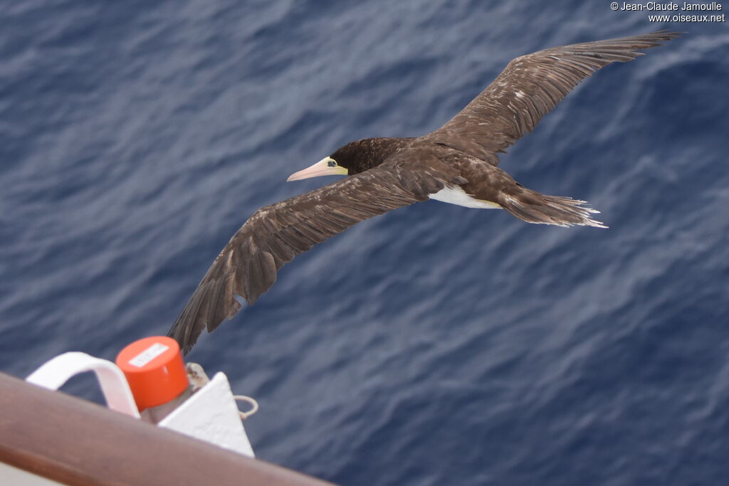 Brown Booby