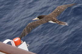 Brown Booby