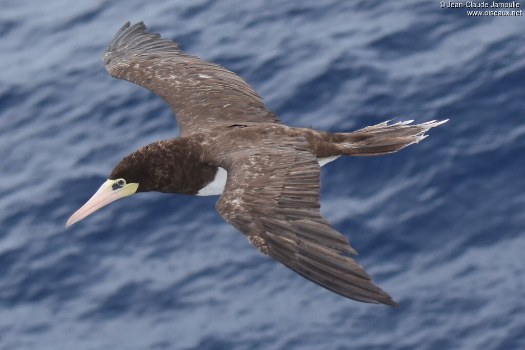 Brown Booby