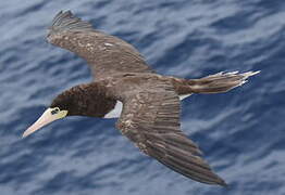 Brown Booby