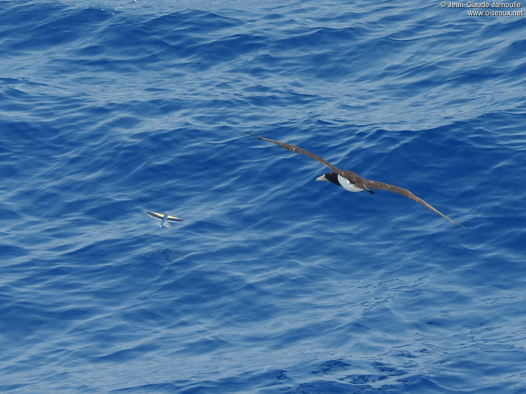 Brown Booby