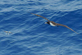 Brown Booby