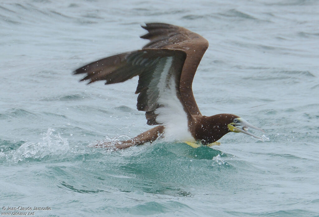 Brown Booby, feeding habits, Behaviour