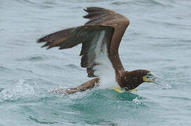 Brown Booby