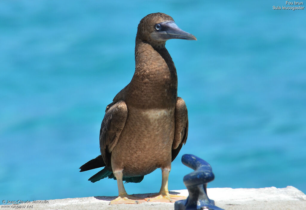 Brown Boobyimmature, identification