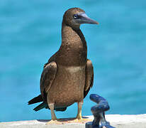 Brown Booby