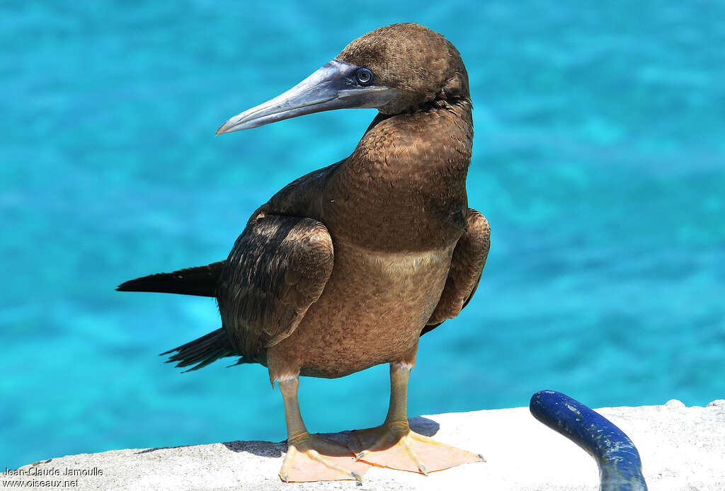 Brown Boobyimmature, identification