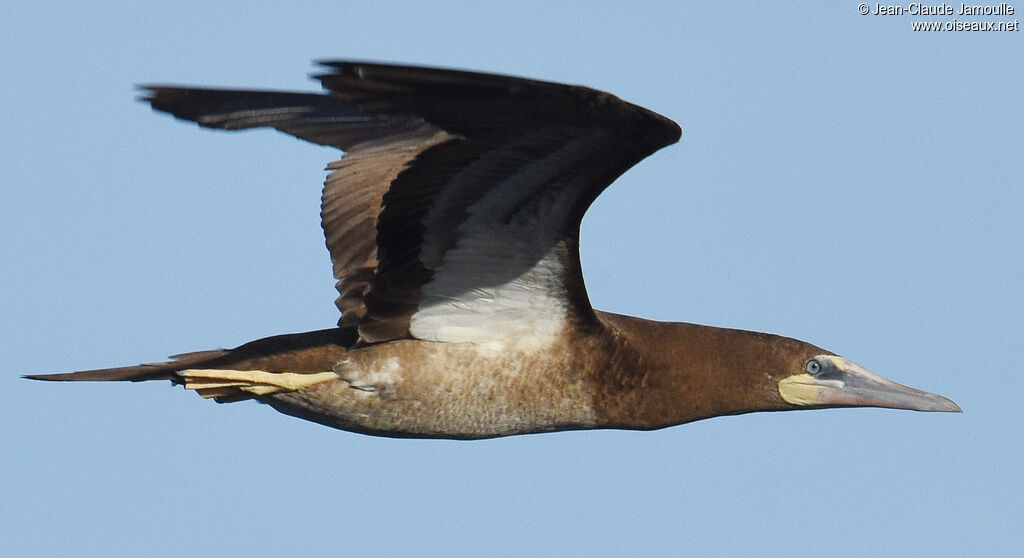 Brown Booby, Flight