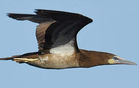 Brown Booby