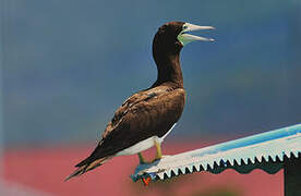 Brown Booby