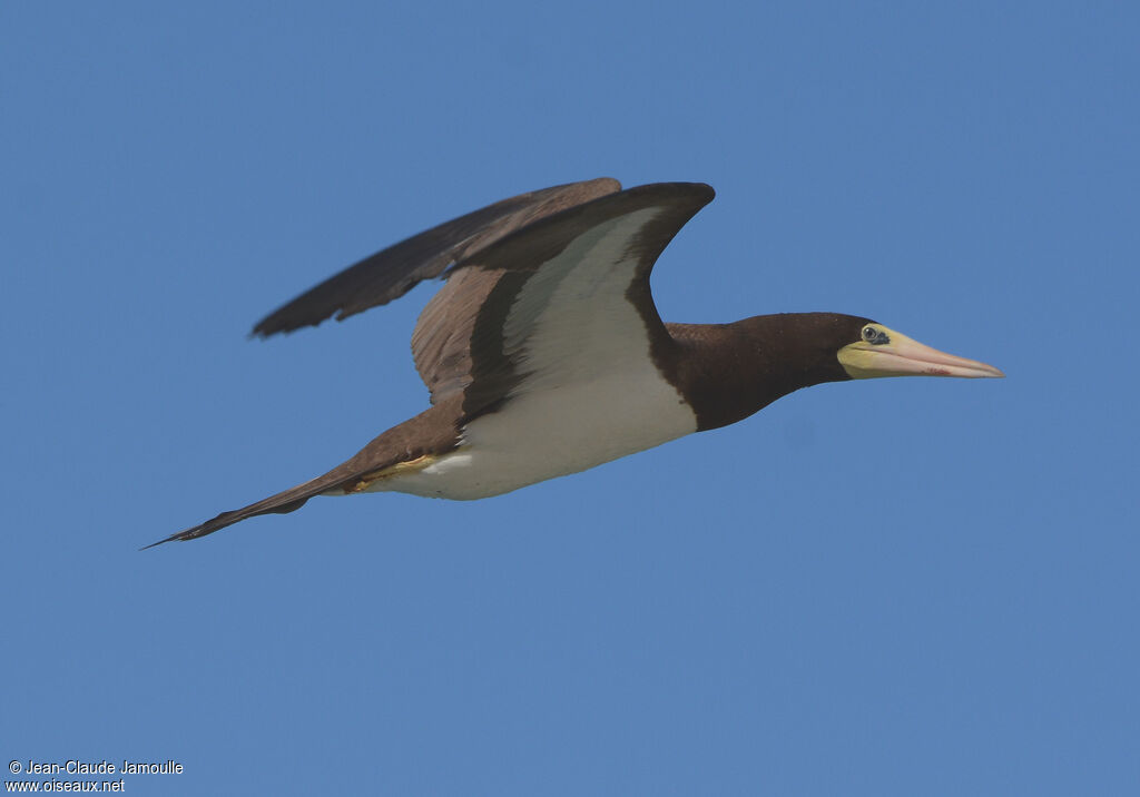 Brown Boobyadult, Flight