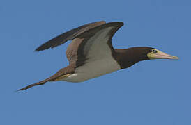 Brown Booby