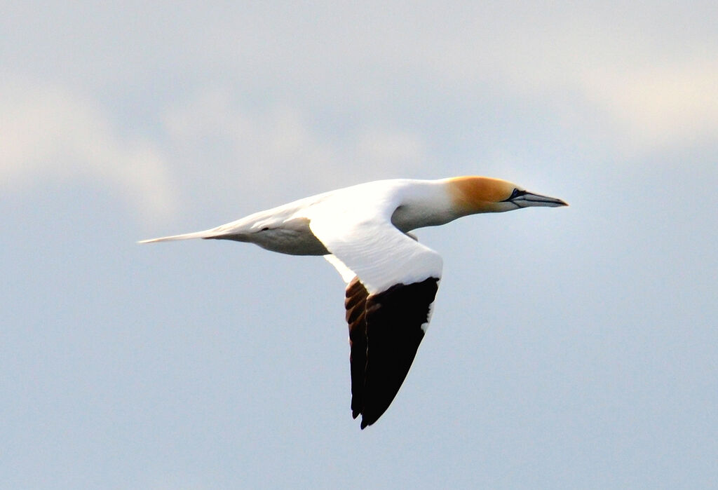 Northern Gannetadult post breeding, Flight