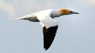 Northern Gannet