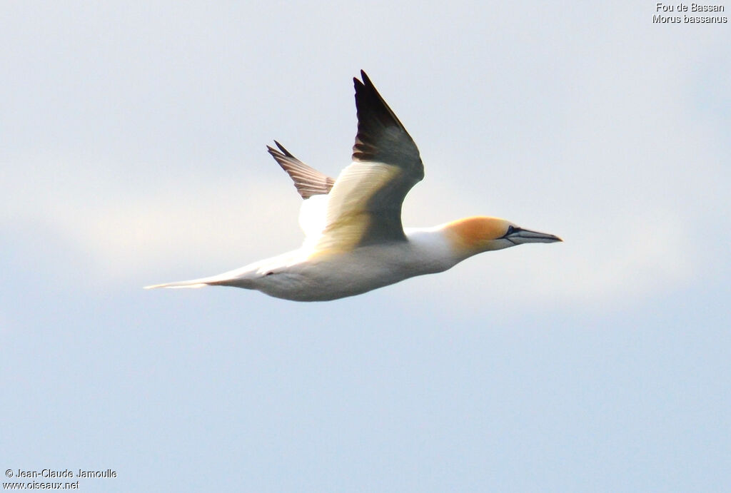 Northern Gannetadult post breeding, Flight