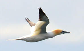 Northern Gannet