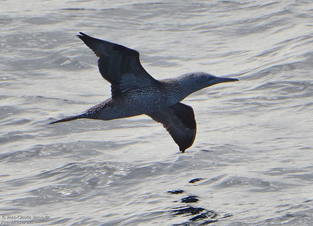 Northern Gannetjuvenile