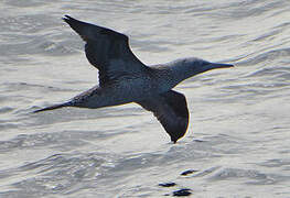 Northern Gannet