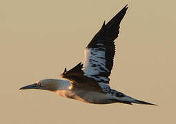 Northern Gannet