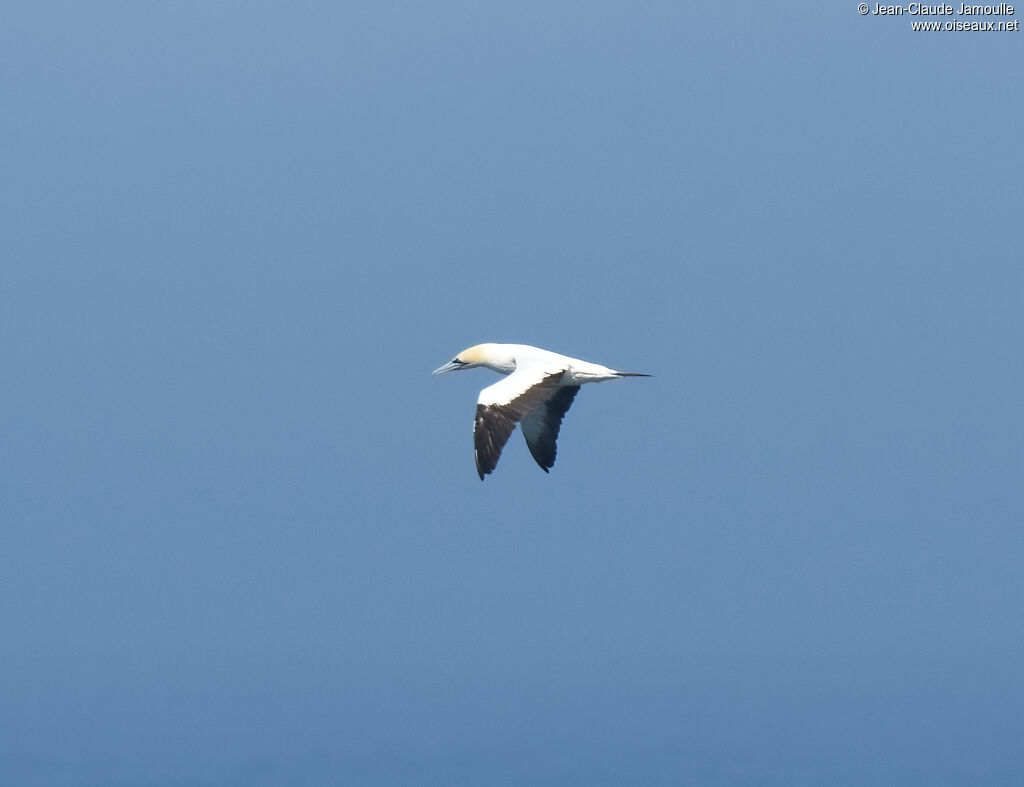 Cape Gannet