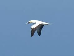 Cape Gannet