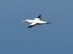 Cape Gannet