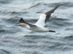 Cape Gannet