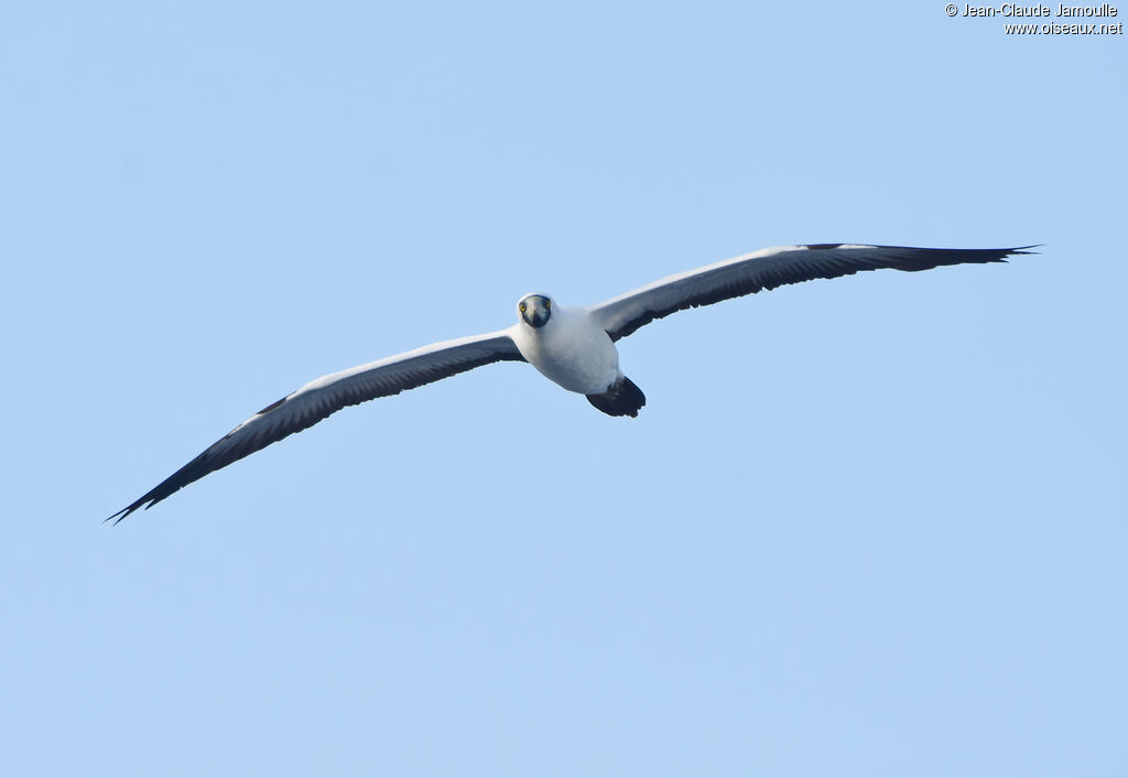 Masked Booby