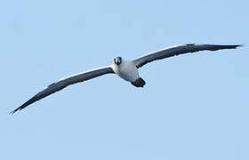 Masked Booby